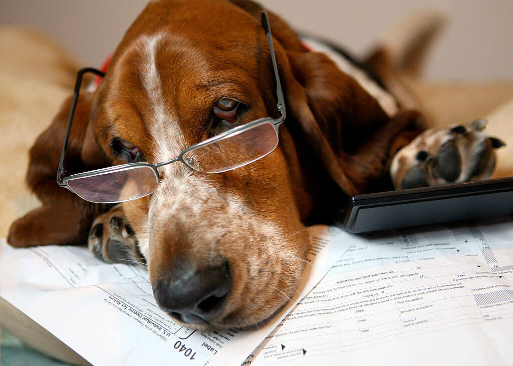 bassett-hound