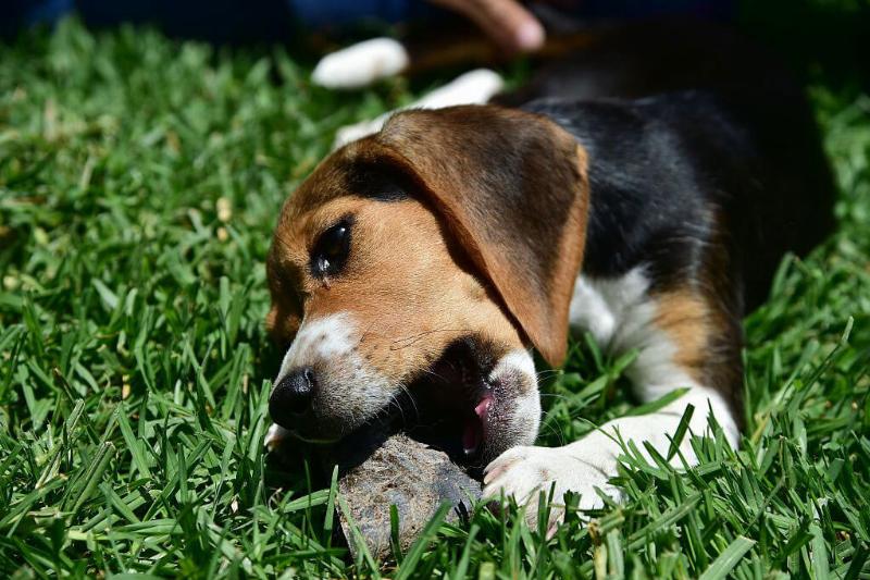 beagle