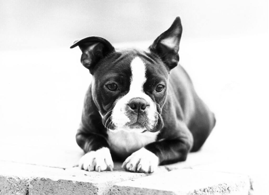 boston-terrier