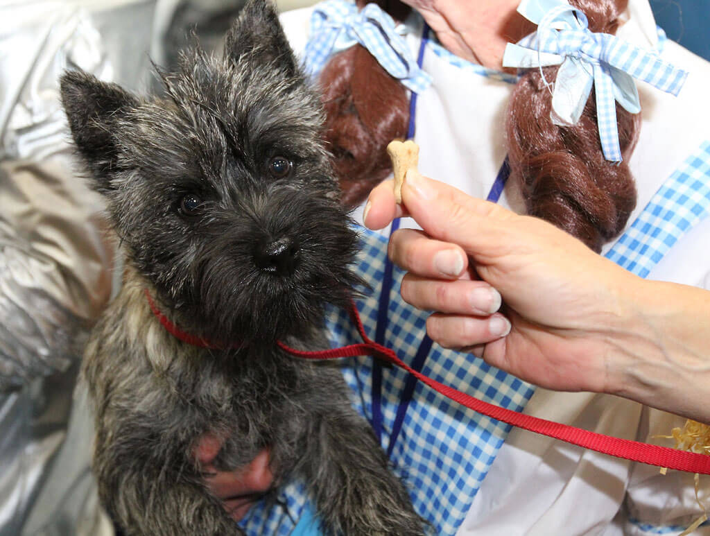 cairn-terrier