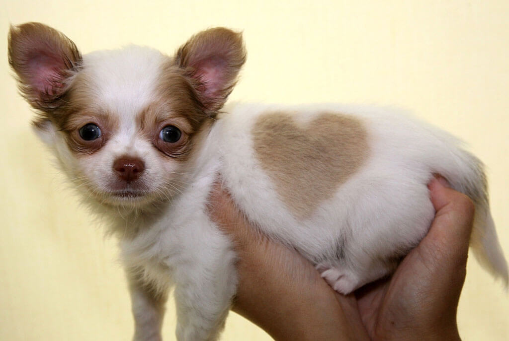 chihuahua