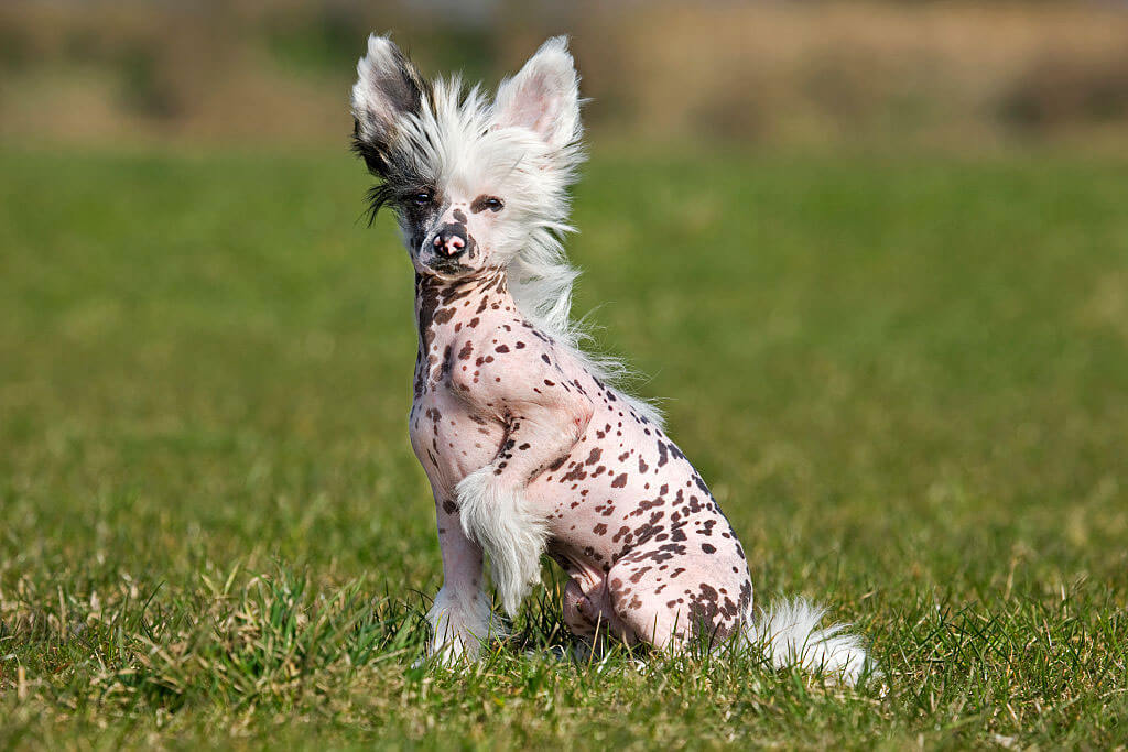 chinese-crested