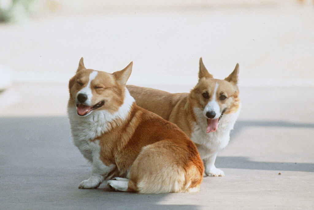 corgis