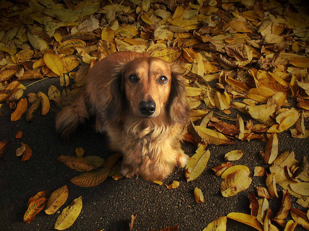 dachshund