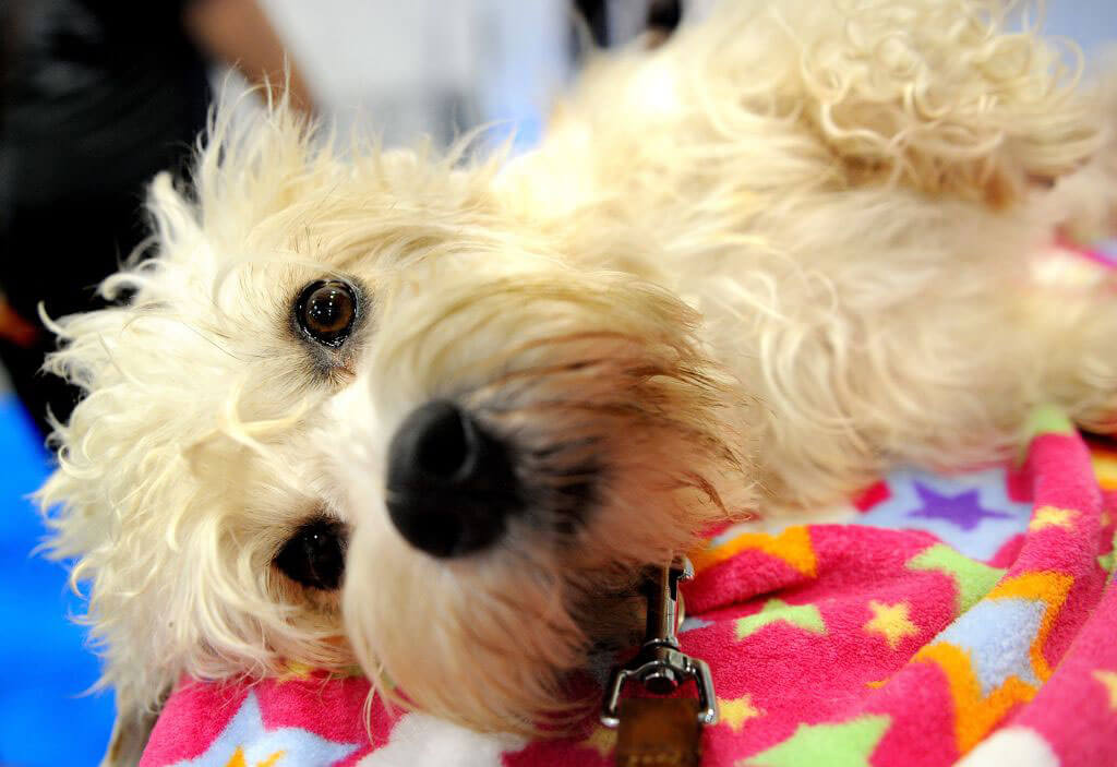 dandie