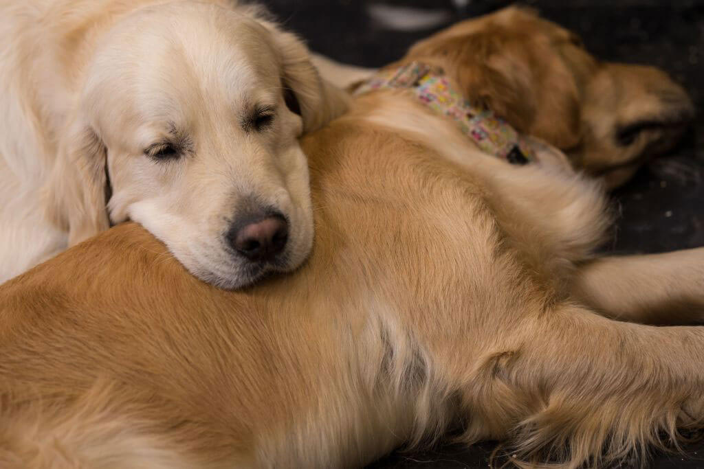 golden-retriever