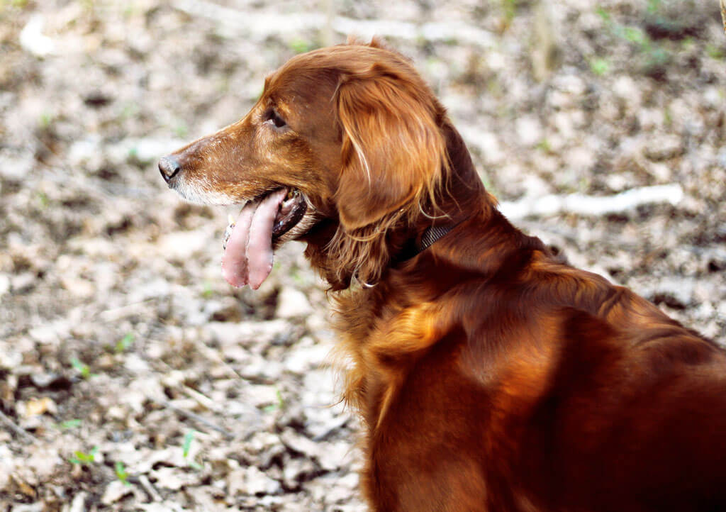 irish-setter
