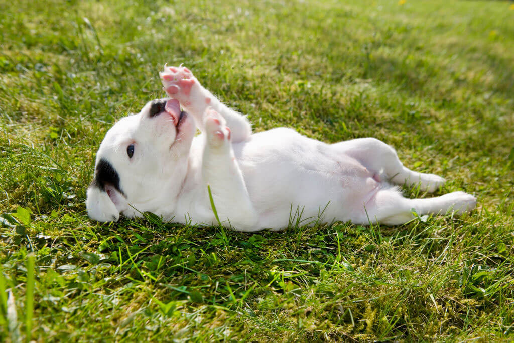 jack-russell