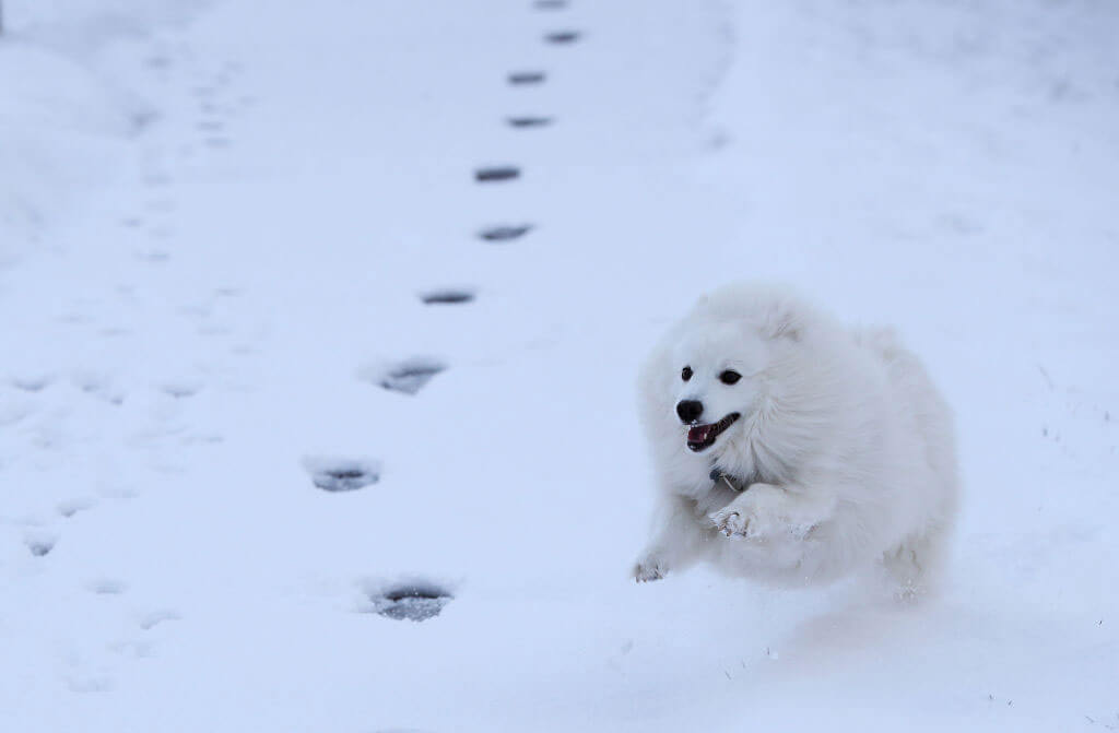 japanese-spitz
