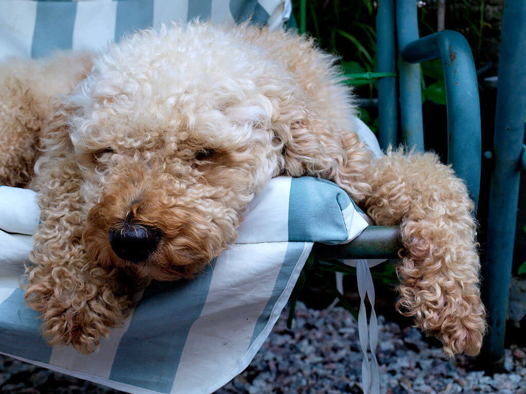 labradoodle