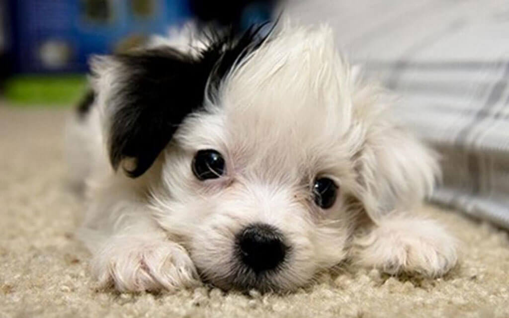 mixed-breed