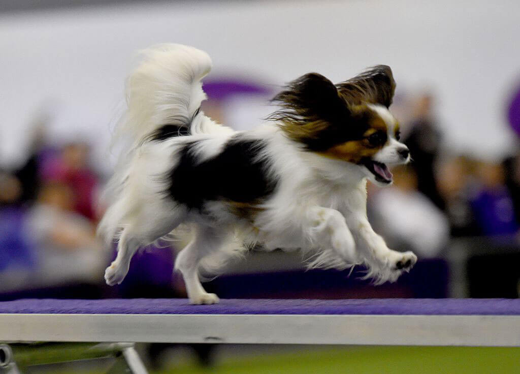 papillon