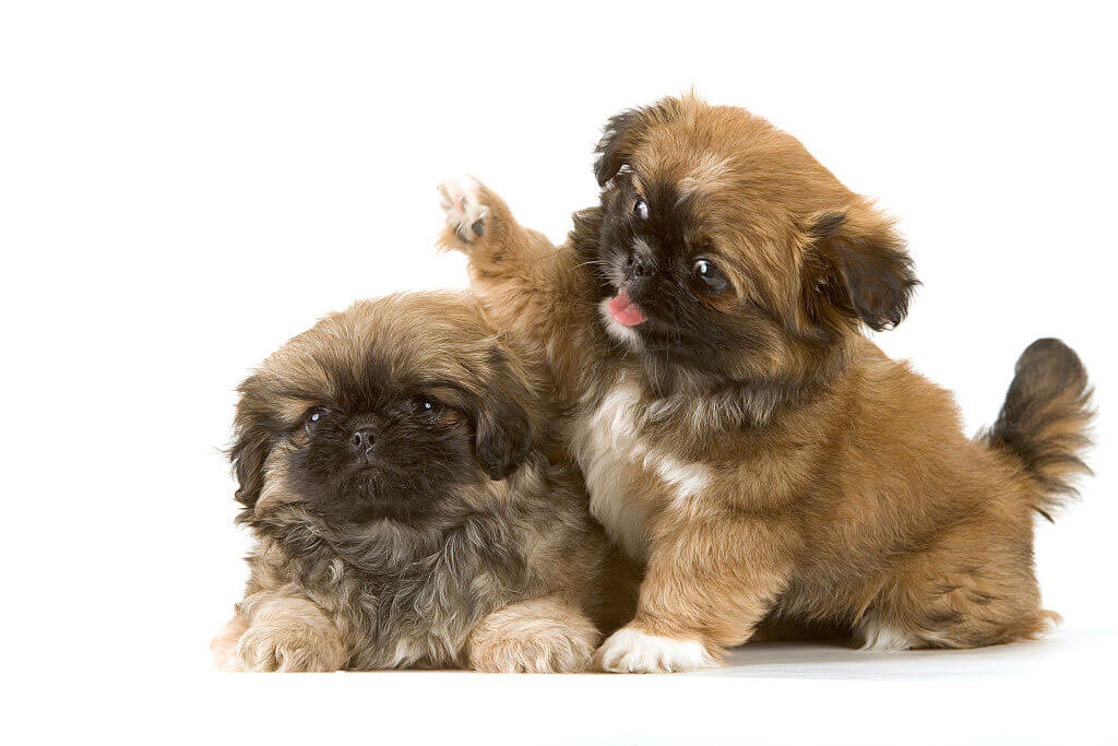 pekingese