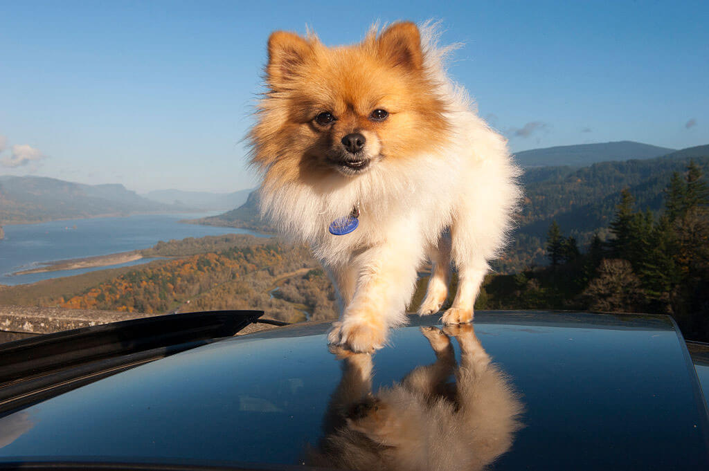 pomeranian