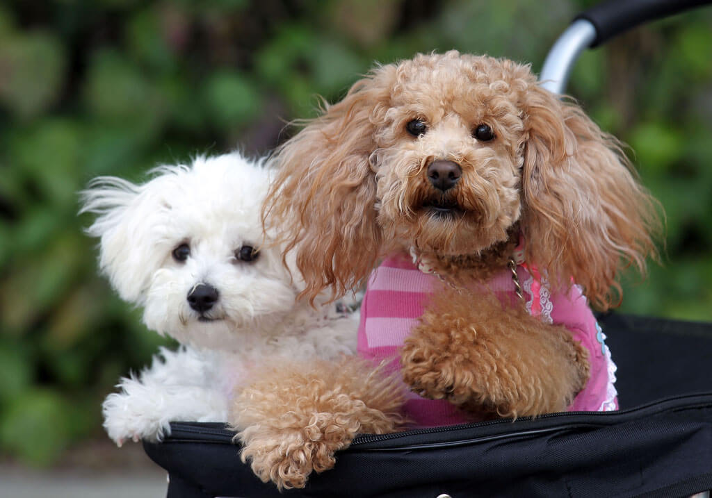 poodles