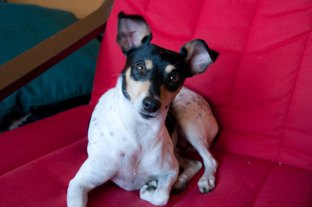 rat-terrier