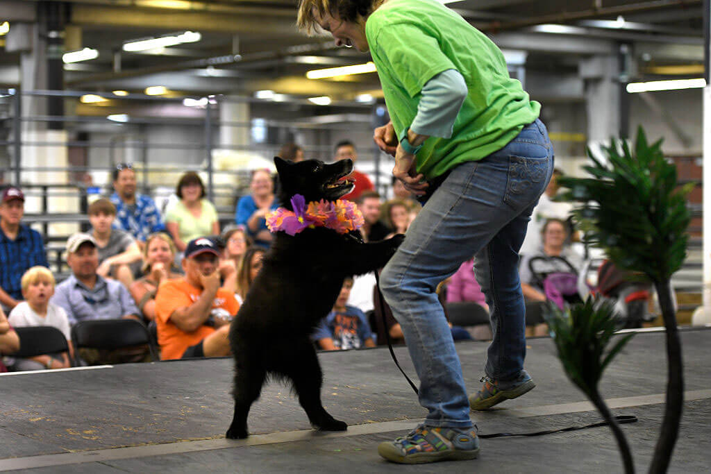 schipperke