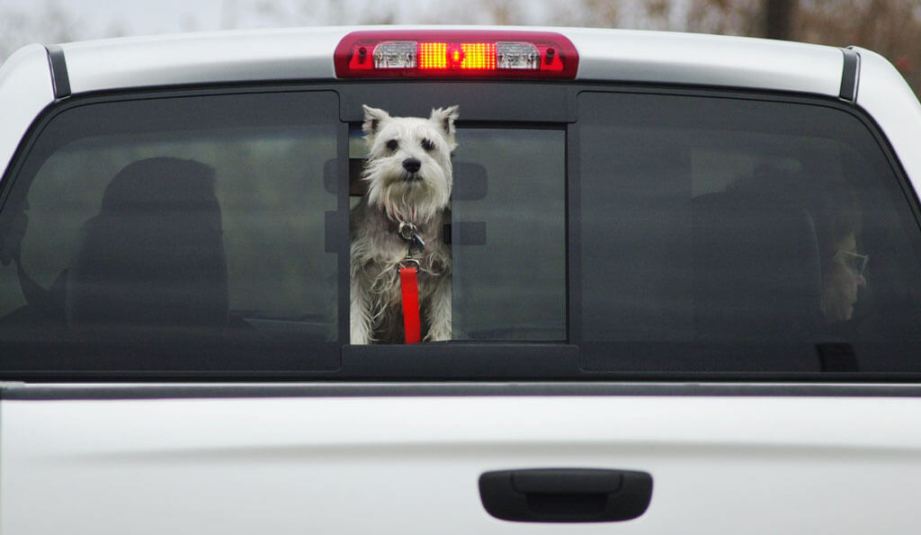 schnauzer