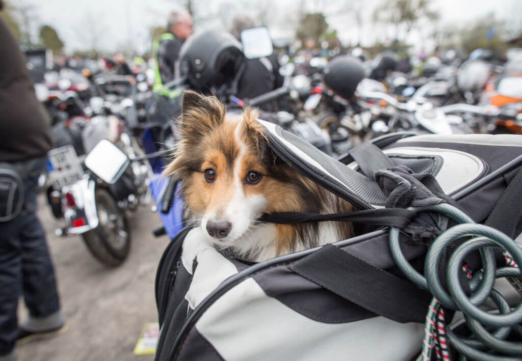 sheltie