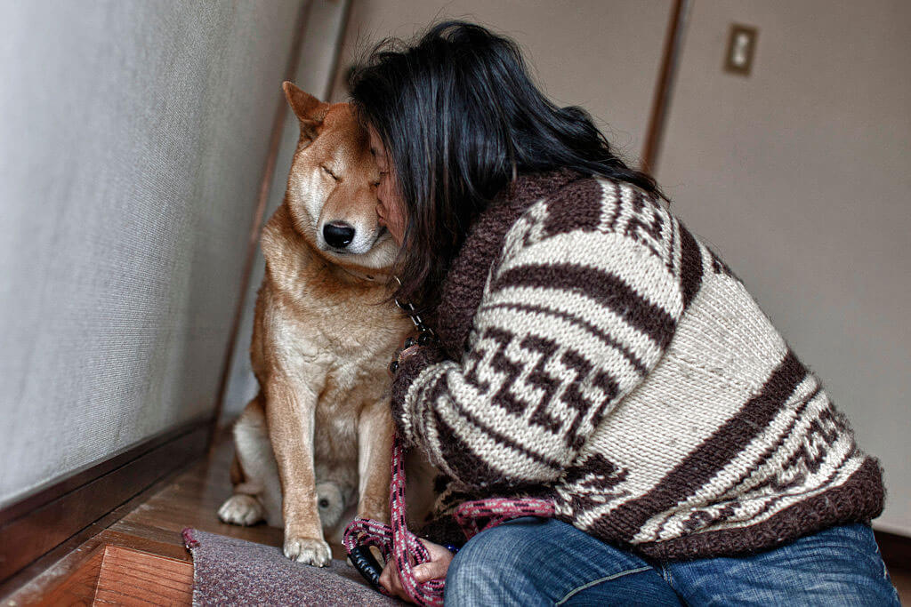 shiba-inu