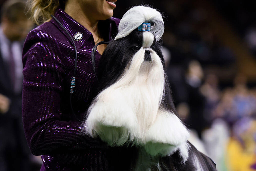 shih-tzu