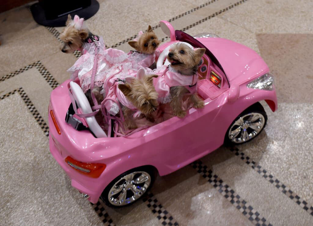 yorkies