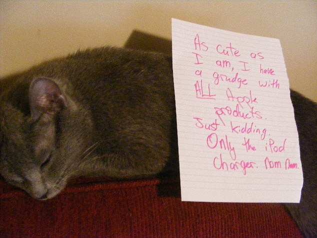 GUILTY-CATS-SHAMED-65417.jpg