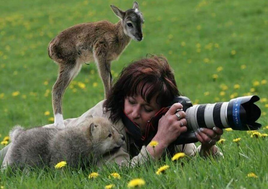 animals photographer animals photographer