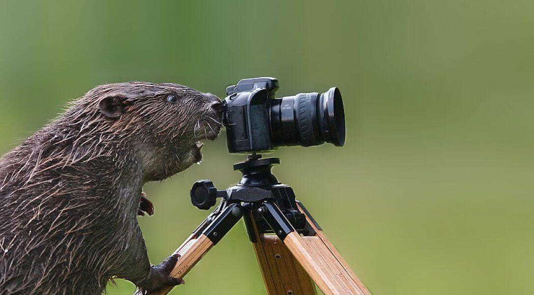 animals with camera animals with camera