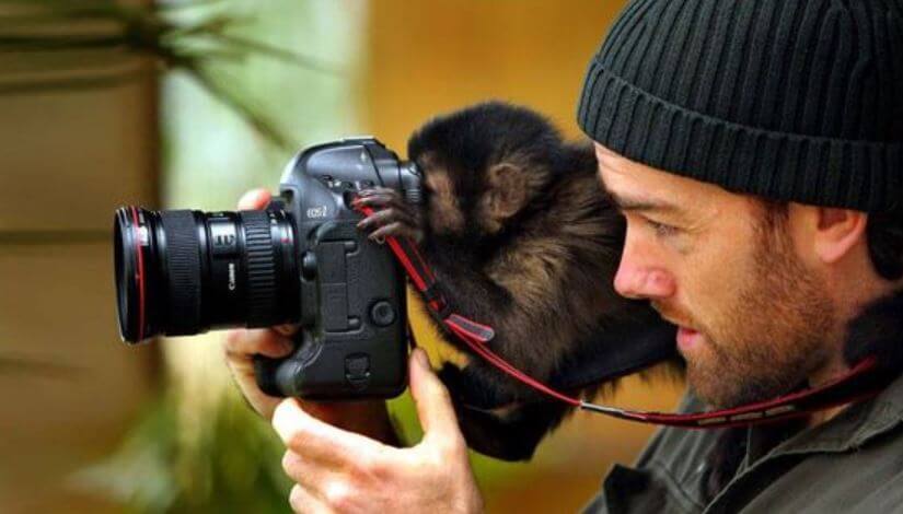 baby monkey with camera baby monkey with camera