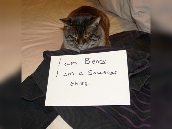 badcat-43-91136.jpg badcat-43-91136.jpg