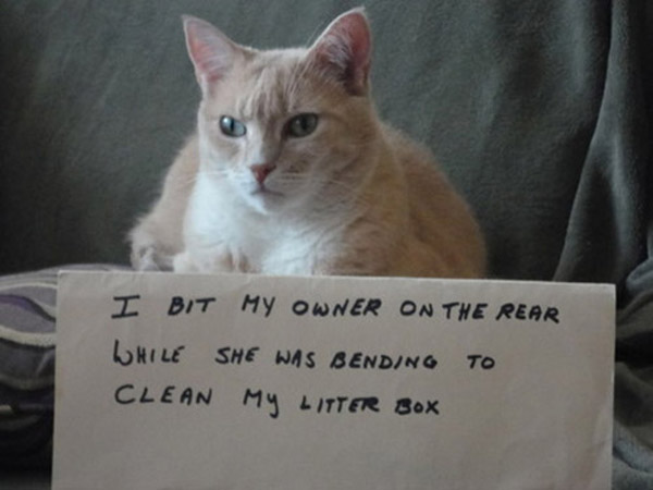 badcat-45-57303.jpg