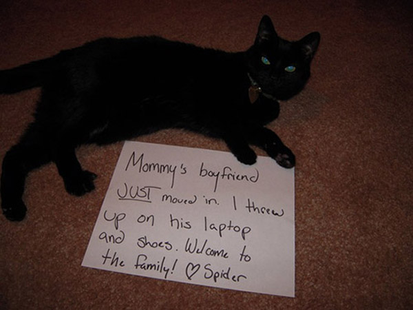 badcat-49-81047.jpg badcat-49-81047.jpg
