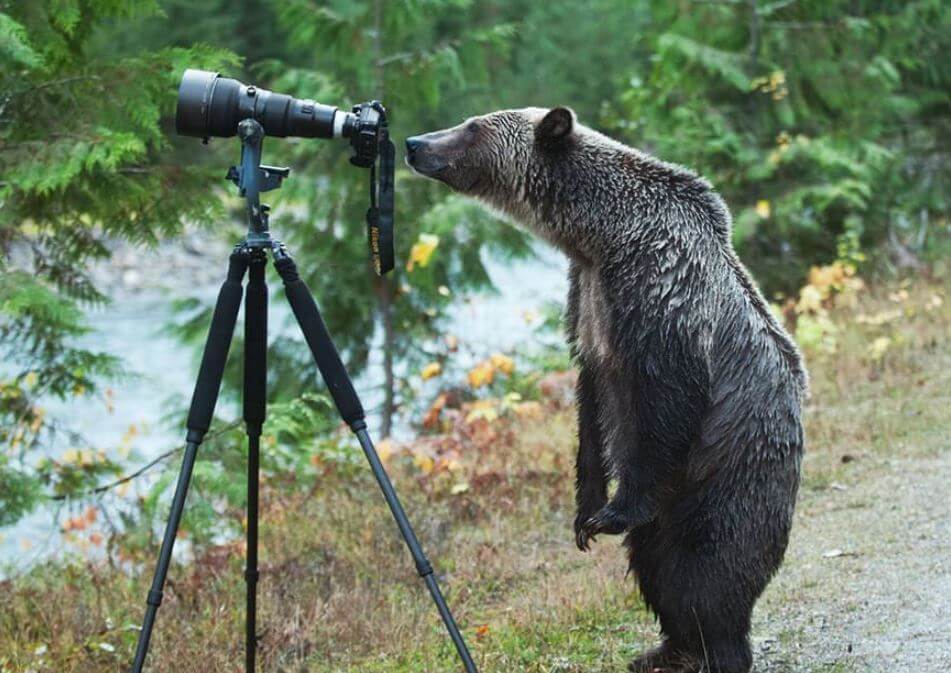 bear with camera bear with camera