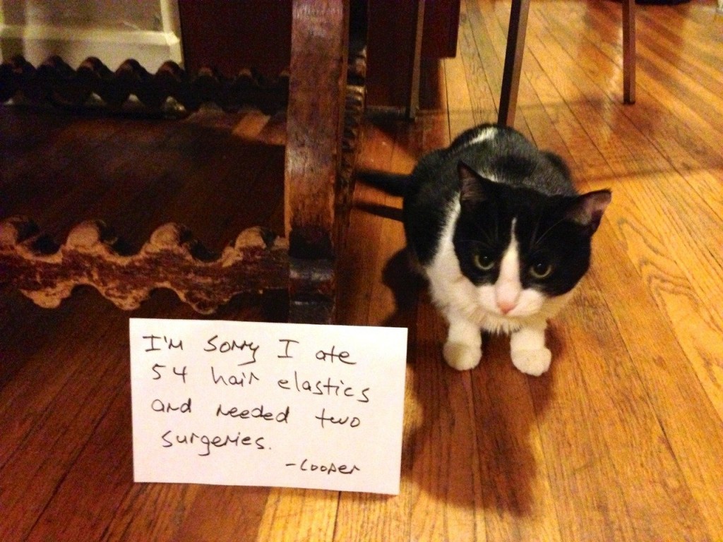 catshame1-56101.jpg catshame1-56101.jpg