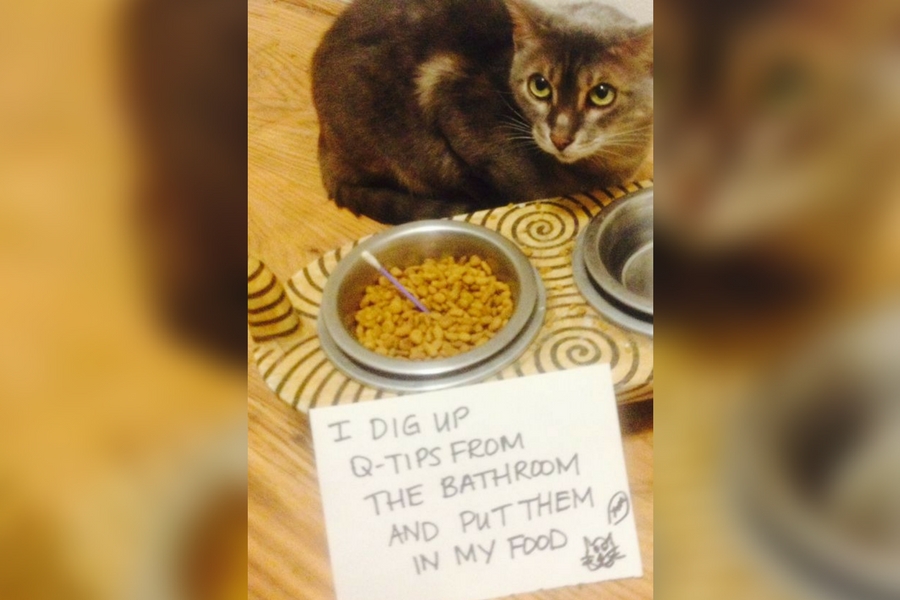 catshame10-84930.jpg catshame10-84930.jpg