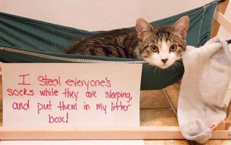 catshame11-75046.jpg