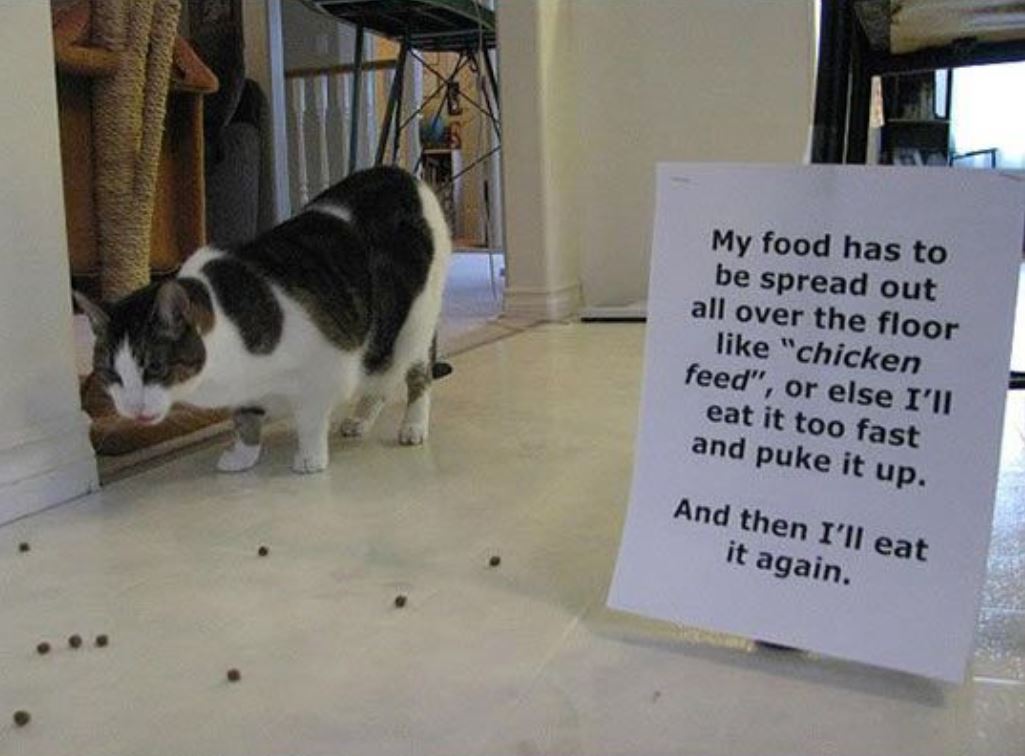 catshame12-28790.jpg