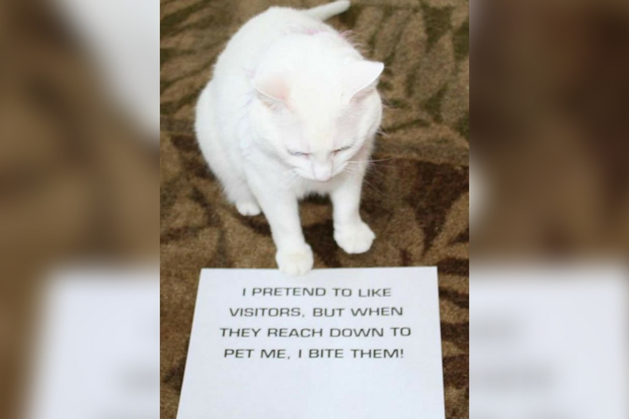 catshame13-33870.jpg catshame13-33870.jpg