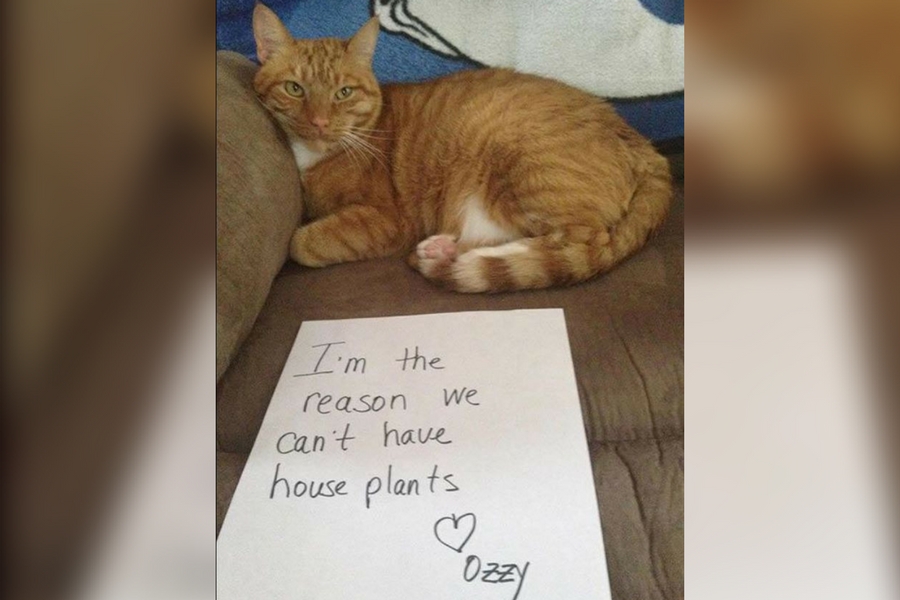 catshame14-56124.jpg catshame14-56124.jpg