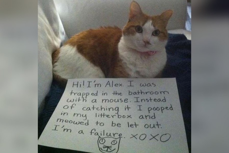 catshame16-91378.jpg catshame16-91378.jpg