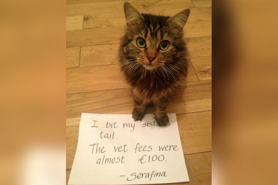 catshame19-26813.jpg catshame19-26813.jpg