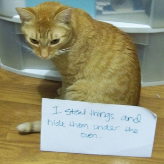 catshame2-68072.jpg