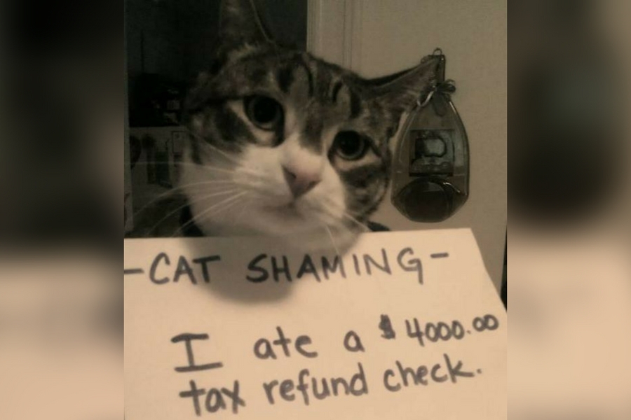 catshame20-21458.jpg catshame20-21458.jpg