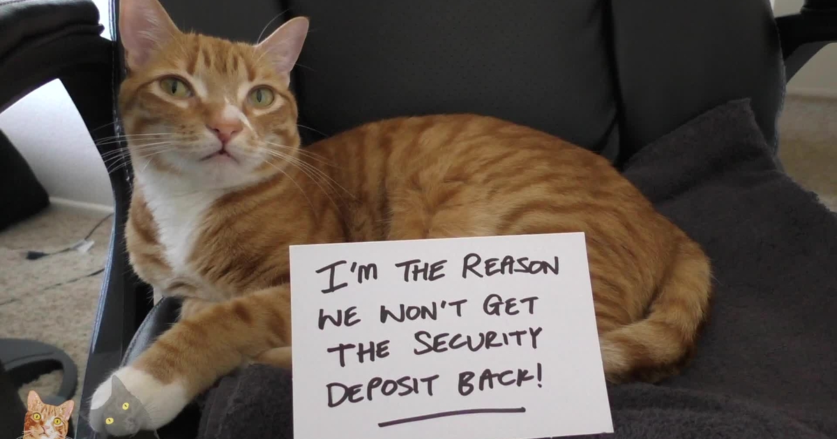 catshame21-39288.jpg catshame21-39288.jpg