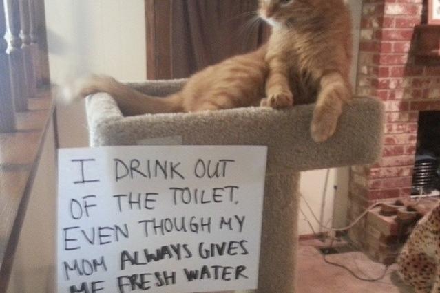 catshame22-71850.jpg