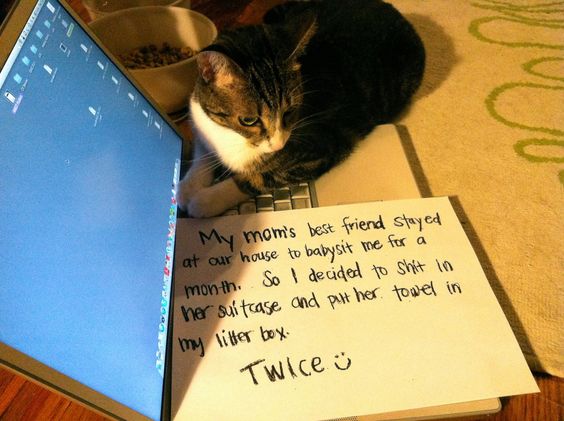 catshame5-41935.jpg catshame5-41935.jpg
