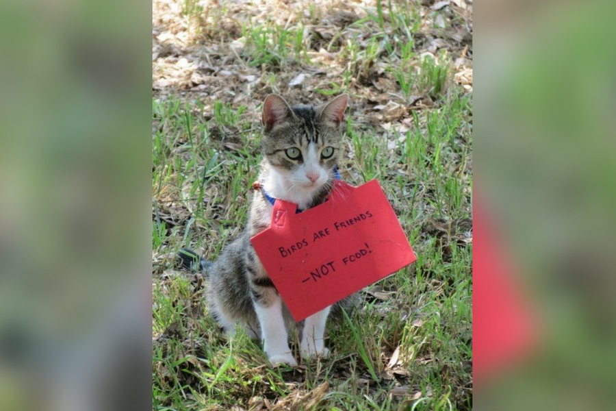 catshame6-99572.jpg catshame6-99572.jpg