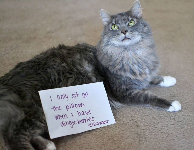 catshame8-70403.jpg