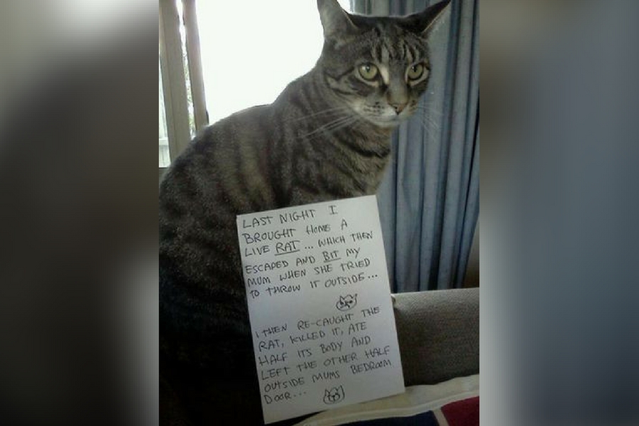 catshame9-43292.jpg catshame9-43292.jpg